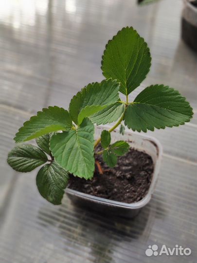 Рассада клубники, овощей, цветов