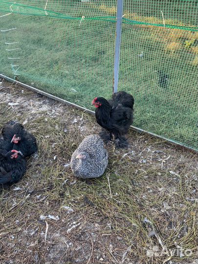 Куры Кохинхин