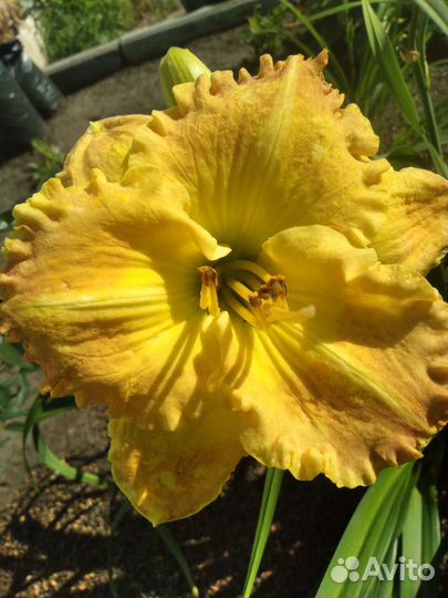 Лилейники и лилии