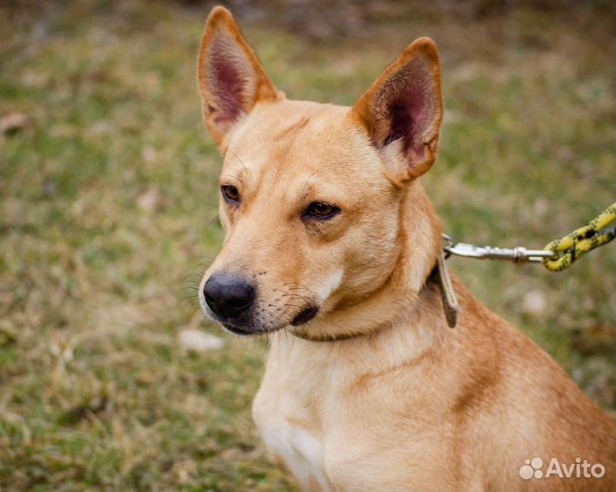 Собака Бемби, 3 года, весёлый звоночек
