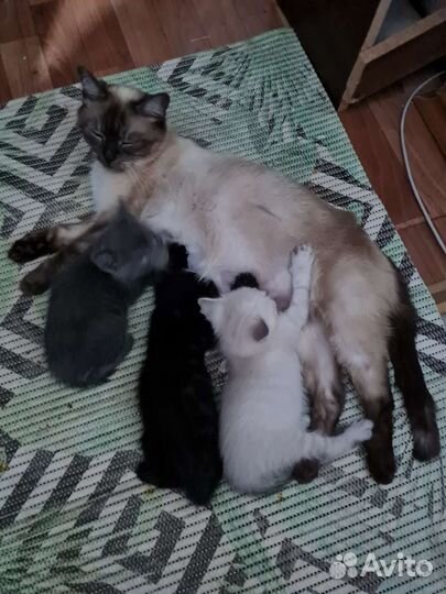Кошка