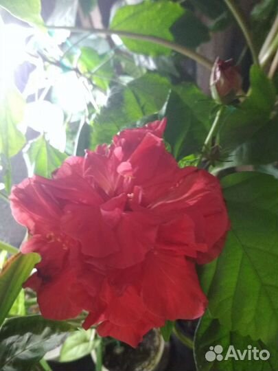 Роза махровая