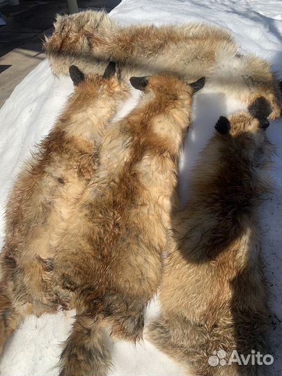 Шкуры лис