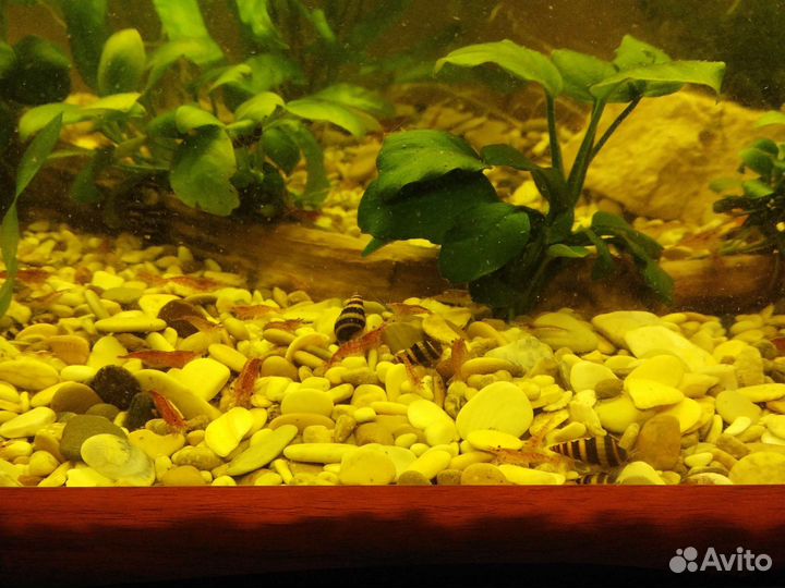 Улитка хилена