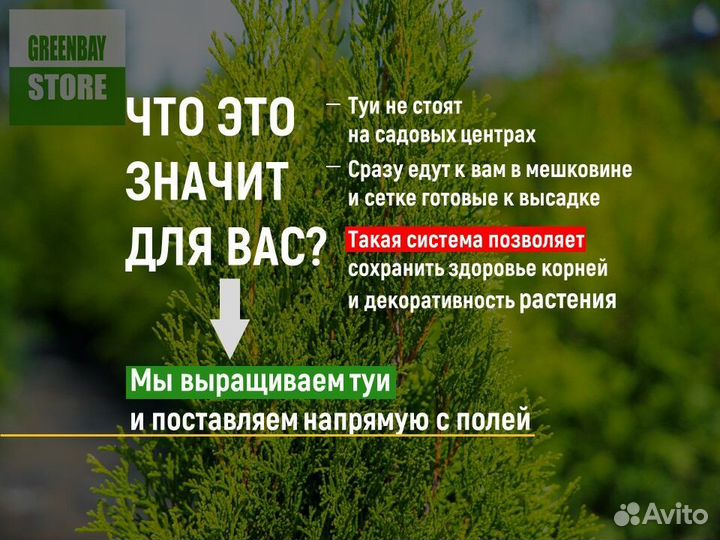 Туя колумна 2 м свежая копка 2023