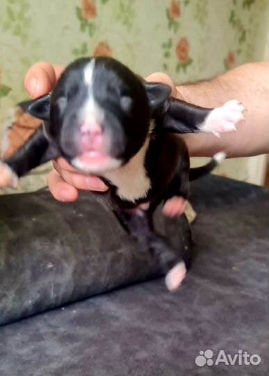 Щенки питбуля