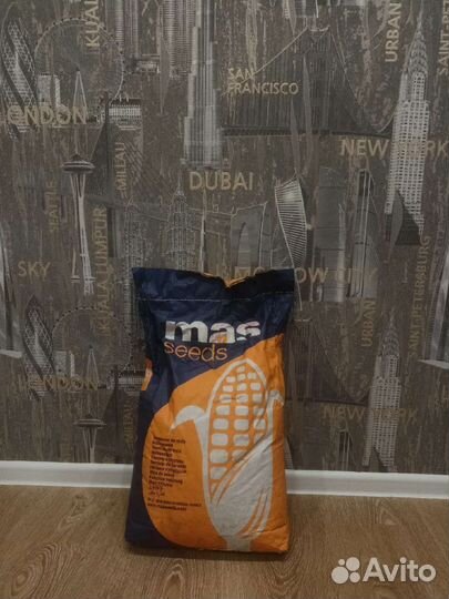 Семена кукурузы