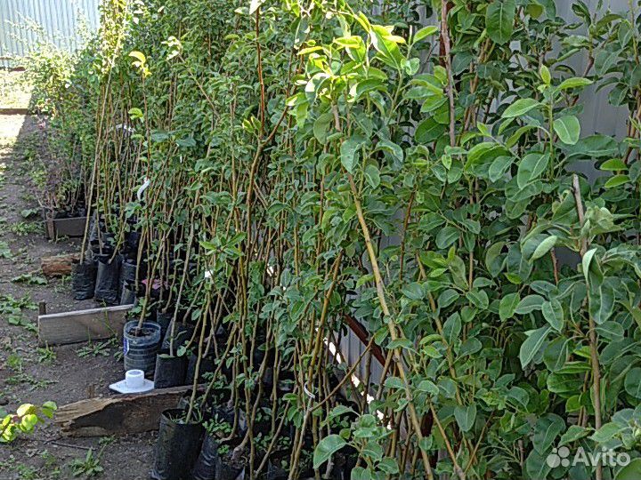 Саженцы яблонь в ассортименте 2лет