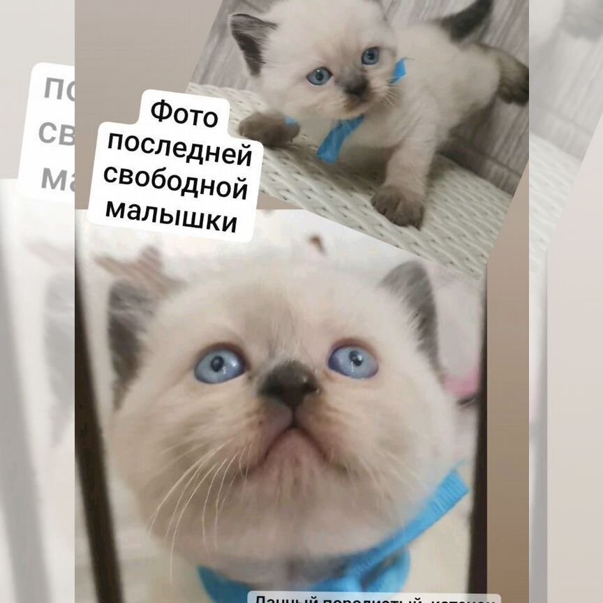 Шотландский котенок девочка малышка