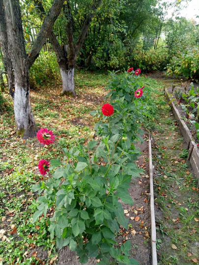 Участок 3,6 сот. (СНТ, ДНП)