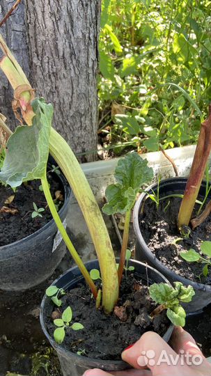 Саженцы ревень