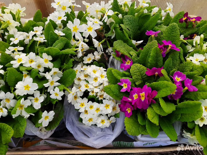 Первоцветы многолетние цветы для сада, парка, дачи