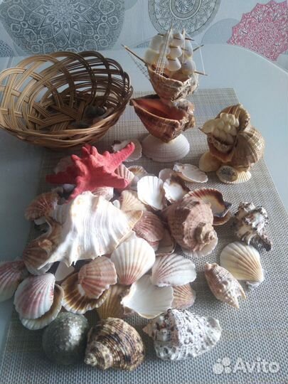 Морские ракушки