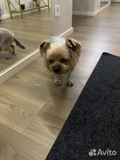 Отдам бесплатно йоркширский терьер мальчик