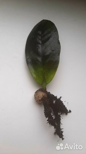 Замиокулькас листы с бульбой