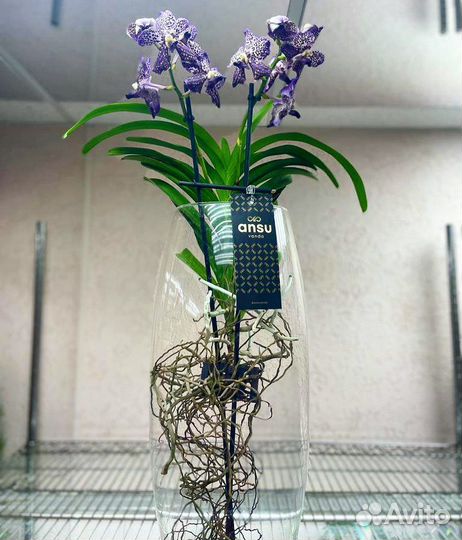 Орхидея Ванда (королевская)