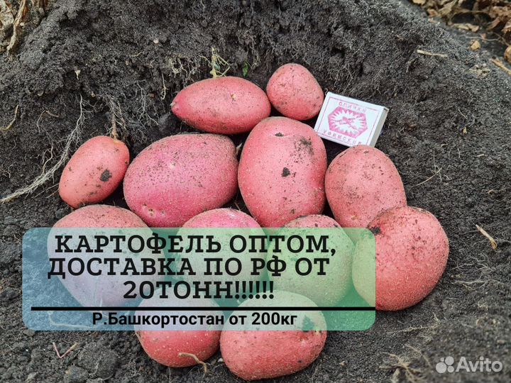 Картофель оптом с доставкой от 20 тонн