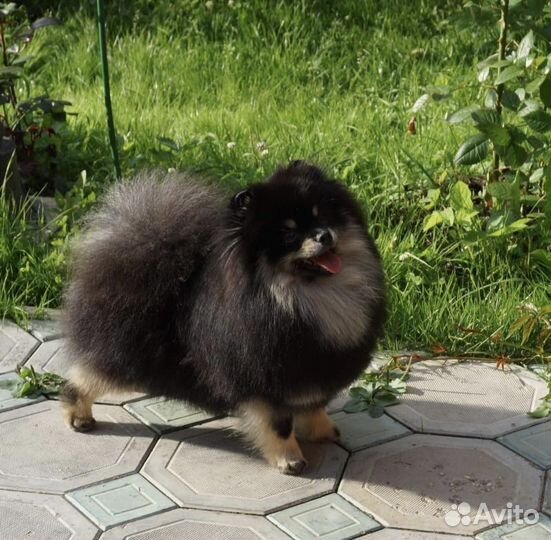 Померанский шпиц мини