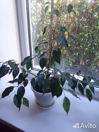 Продаю комнатные цветы и клубни георгин