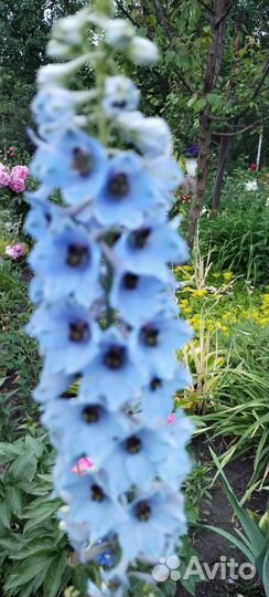 Дельфиниумы разных сортов