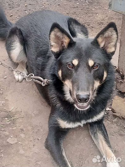 Собака