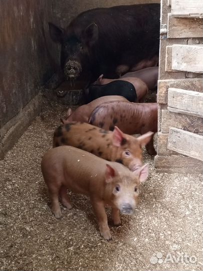 Поросята породы дюрок