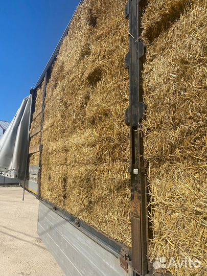 Солома пшеничная 2023 год