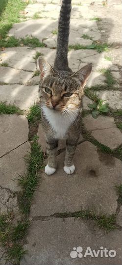 Кошка в добрые руки