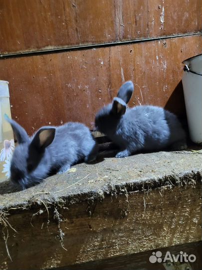 Кролики мясных пород
