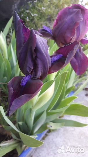 Ирис бордюрный