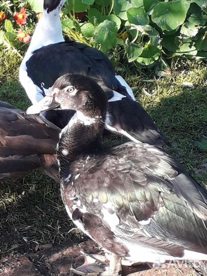 Индоутята, мускусные утки