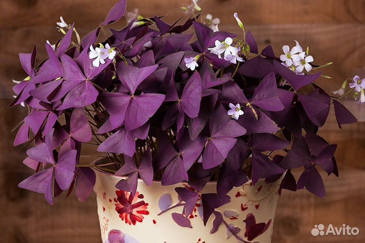 Кислица оксалис