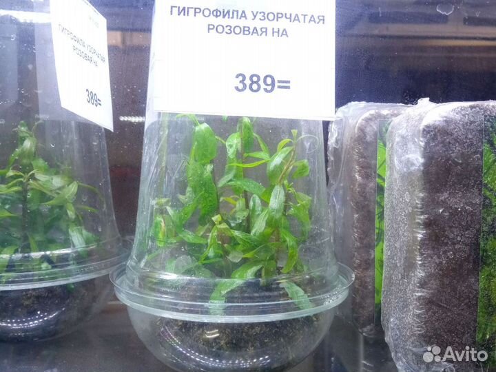 Гигрофила на питательной кочке