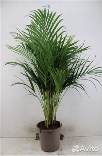 Пальма арека