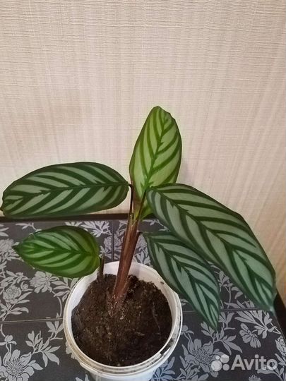 Калатея (ктенанта)