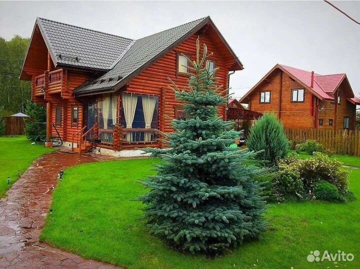 Саженцы Хвойных деревьев для вашего участка