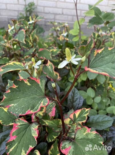 Почвопокровные растения