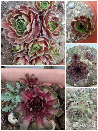 Злаки, очитки, молодило