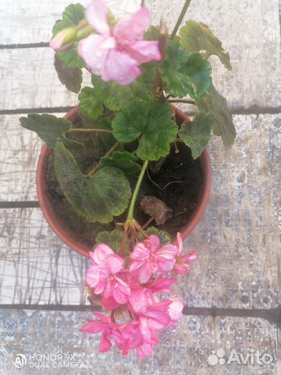 Пеларгония герань