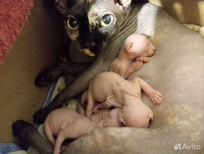 Канадский сфинкс