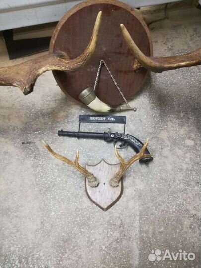 Рога лося - косули