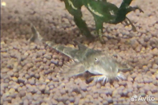 Симилима Лорикария Королевская мирный редкий сом