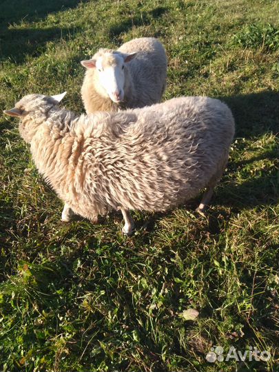 Овцы бараны