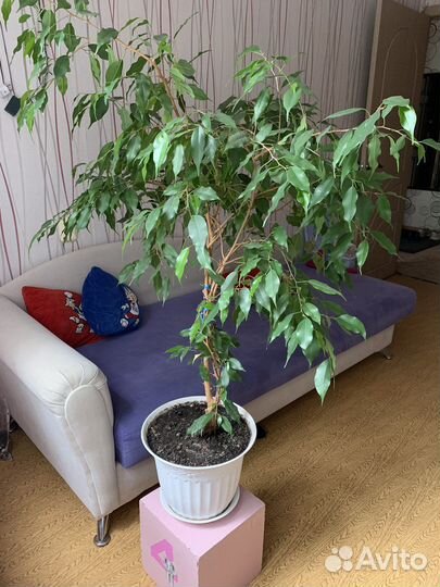 Фикус Бенджамина