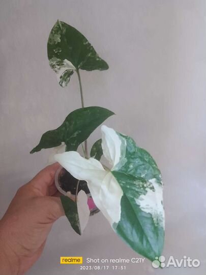 Сингониум шоколад