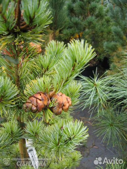 Сосна мелкоцветковая Шунс Бонсай