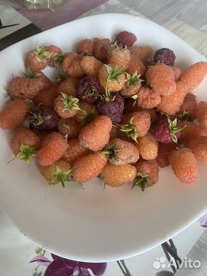 Малина саженцы