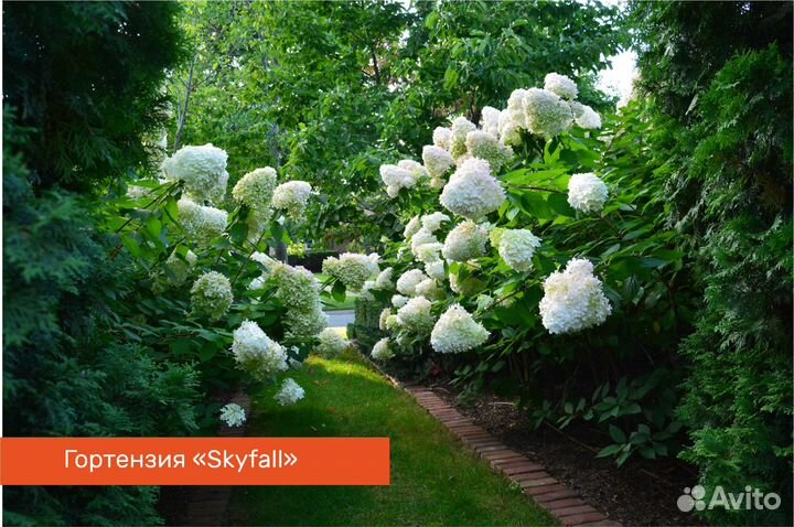 Гортензия метельчатая 30-40 см