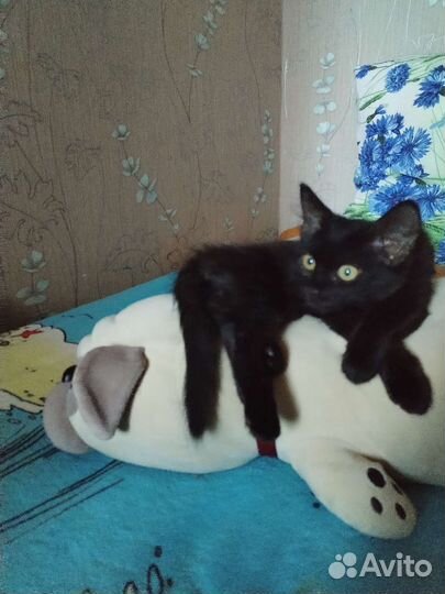 Черный котенок бесплатно