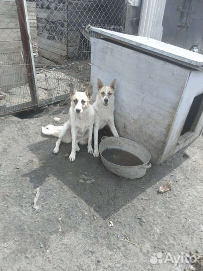 Подростки на охрану